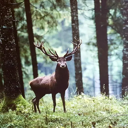 Tiny Damhert Veluwe Nature Escape Lodge *