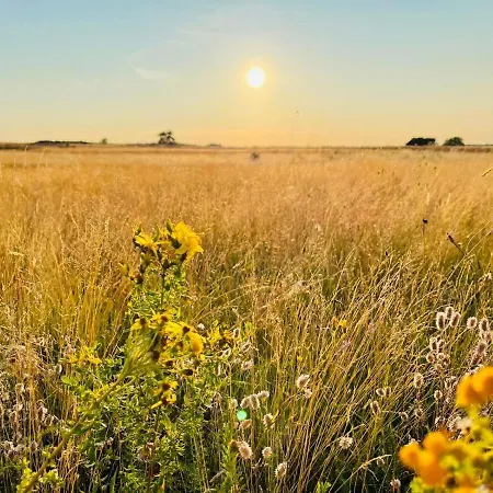 Tiny Damhert Veluwe Nature Escape Nunspeet